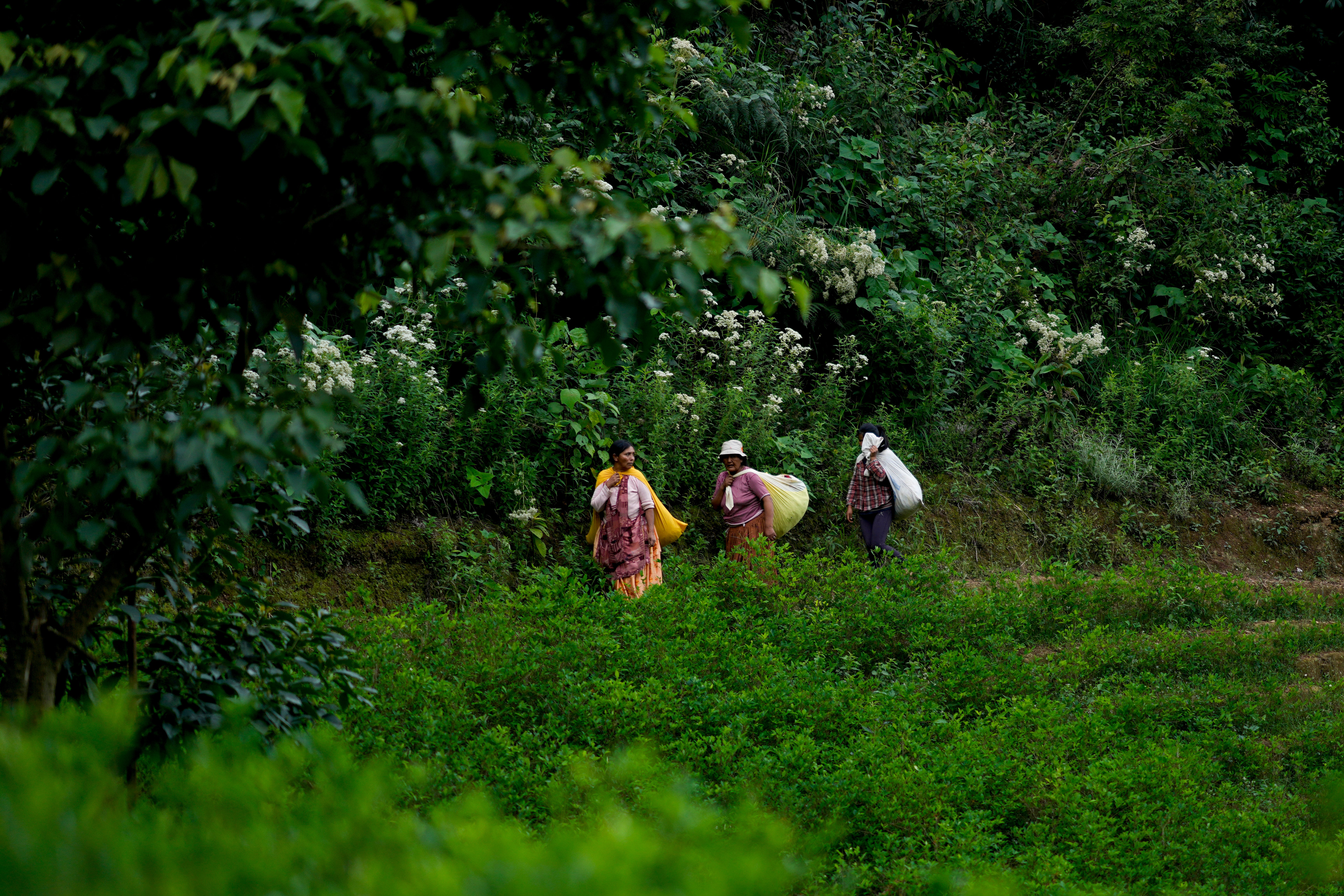 BOLIVIA-HOJA DE COCA