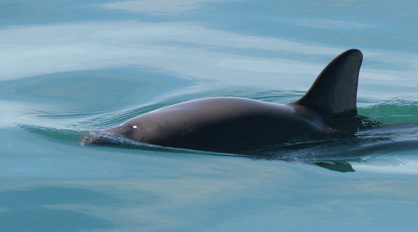 MÉXICO-VAQUITA MARINA