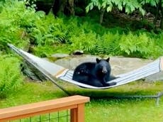 Oso se relaja en una hamaca en un jardín de Vermont
