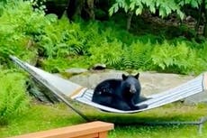 Oso se relaja en una hamaca en un jardín de Vermont