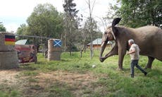 Elefante africano Bubi predice que Alemania ganará su duelo inaugural de la Euro