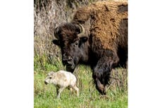 Pueblos originarios honran el nacimiento de una insólita cría de búfalo blanco en Yellowstone
