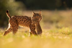 Lince ibérico, al borde de extinción hace 20 años, se recupera gracias a esfuerzos de conservación