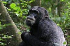 Descubren plantas medicinales con la ayuda de un grupo de chimpancés