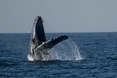 Excursiones de observación de ballenas en costas de Río de Janeiro cautivan a turistas