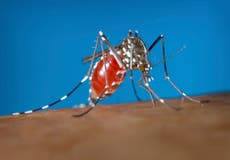 EEUU emite advertencia por aumento de casos de dengue