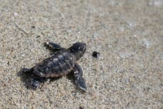 Prohibición de globos en Florida protegerá a tortugas, aves y otras especies marinas