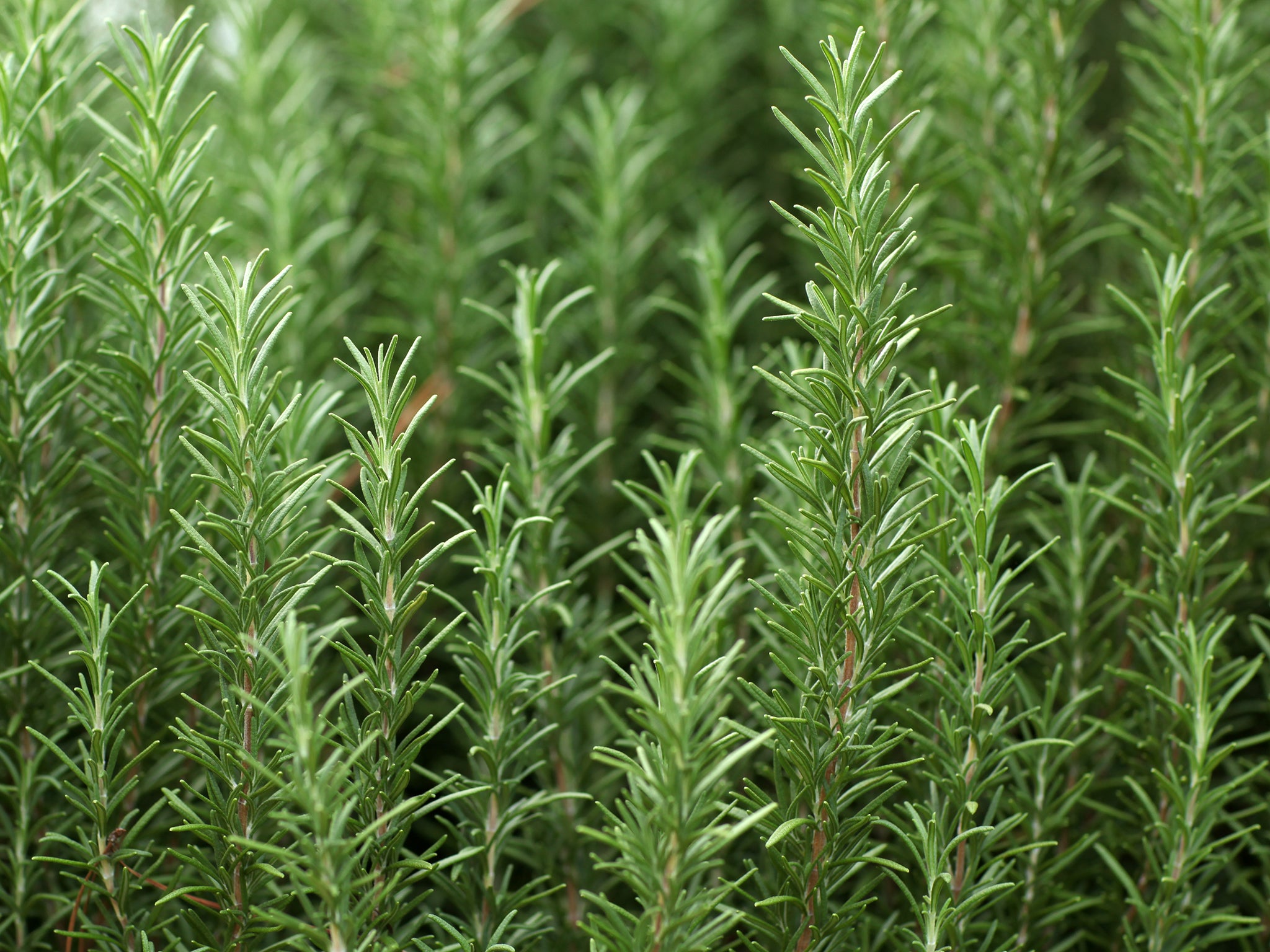 El romero (Rosmarinus officinalis ) es una hierba aromática originaria del Mediterráneo