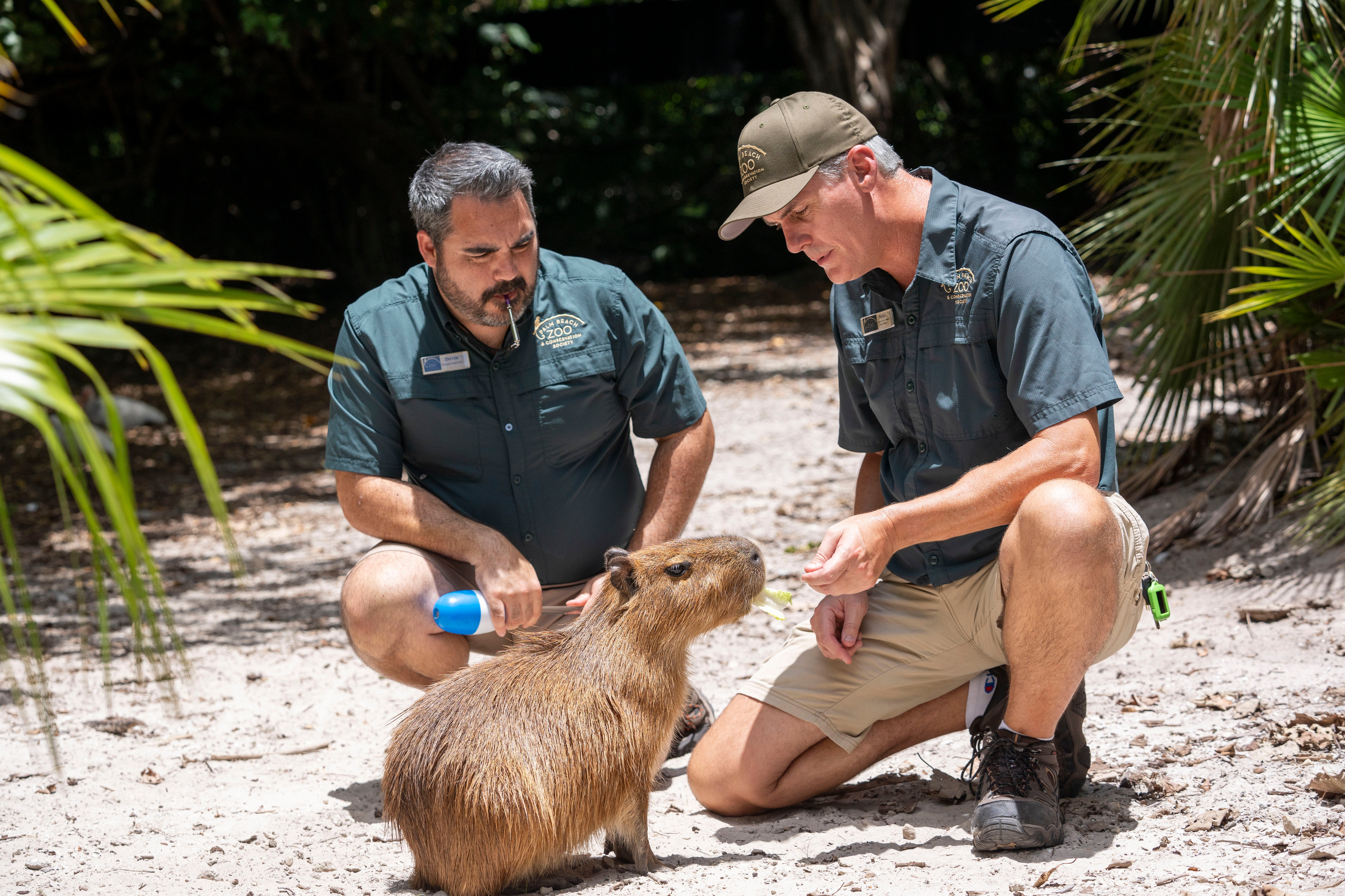 FLORIDA-CAPIBARA