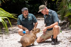 Hembra de capibara llega a zoo de Florida para aumentar población de estos roedores sudamericanos