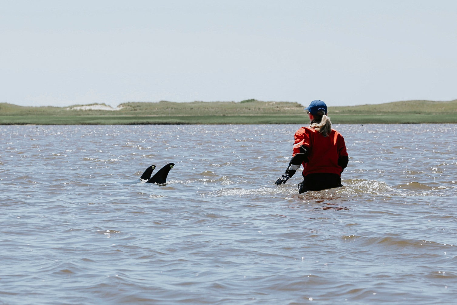 EEUU-DELFINES VARADOS