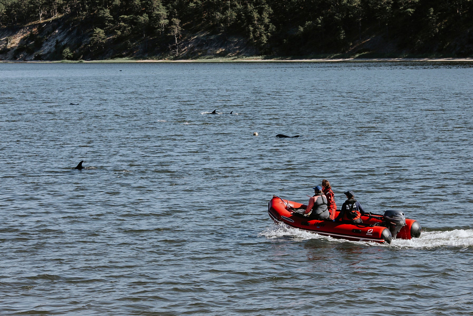 EEUU-DELFINES VARADOS