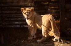 Cachorra de león de 6 meses llega a santuario en Sudáfrica tras ser rescatada en Líbano