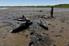 Socorristas ayudan a liberar delfines en Cape Cod en el mayor varamiento de la historia de EE.UU.