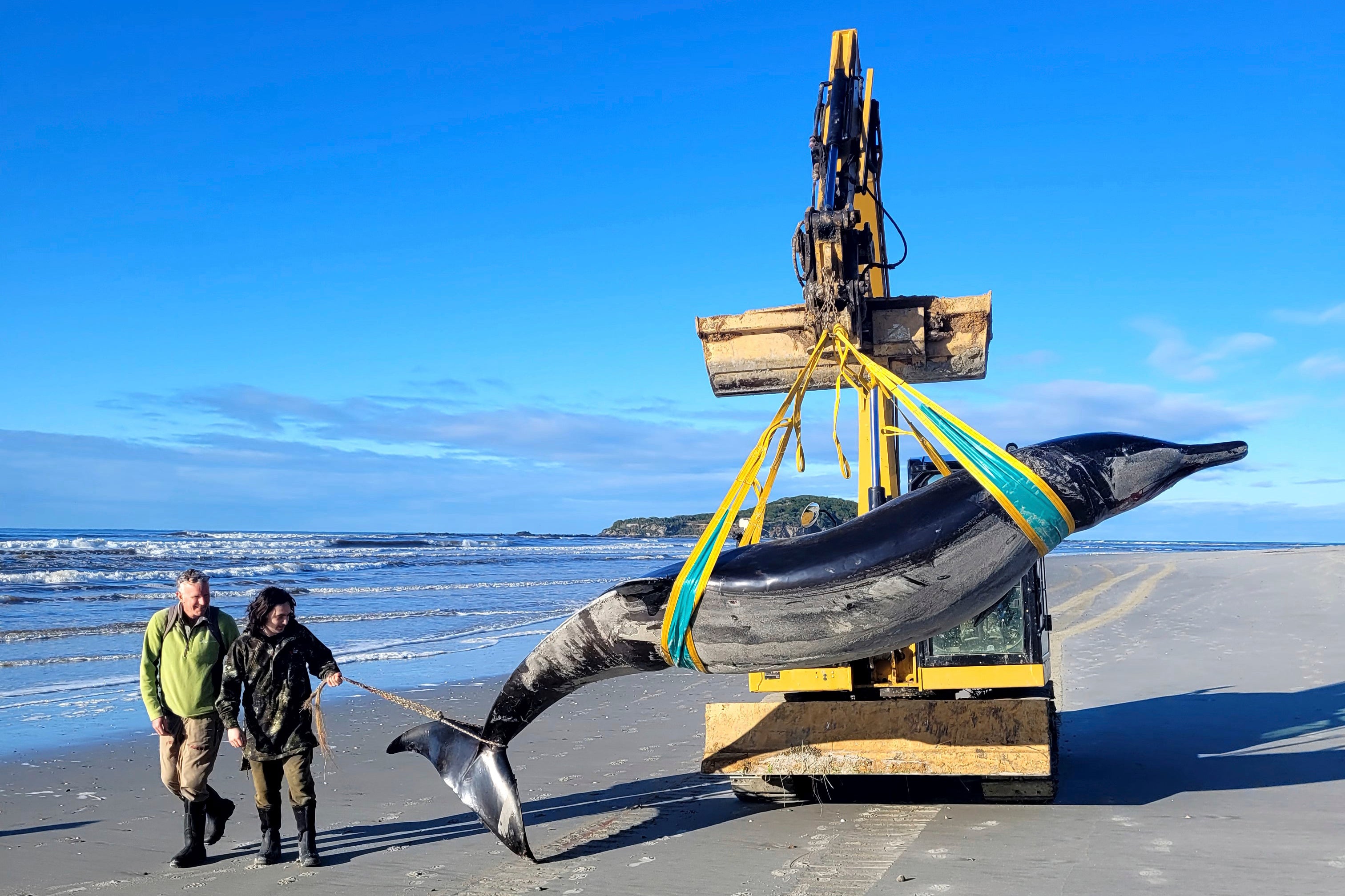 Un raro ejemplar de la ballena de dientes de pala luego de ser arrastrado por la marea hasta la playa de Otago, Nueva Zelanda, el 5 de julio de 2024