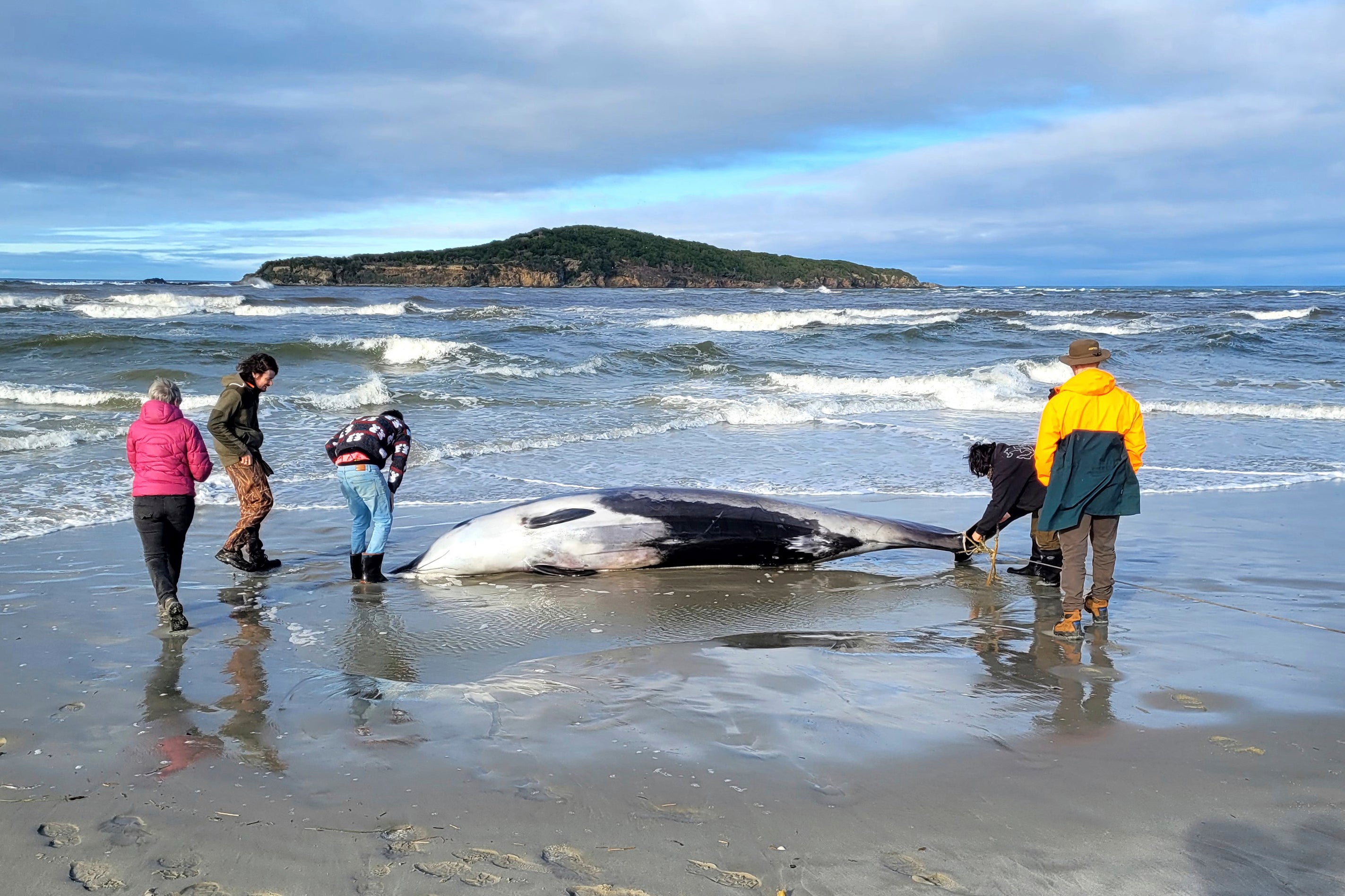 Tras quedar varado en una playa cerca de Otago (Nueva Zelanda) el 5 de julio de 2024, un grupo de guardabosques inspecciona lo que se cree que es un raro ejemplar de ballena de dientes de pala