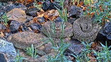 Cámara web observa cientos de víboras de cascabel en "mega madriguera" de Colorado