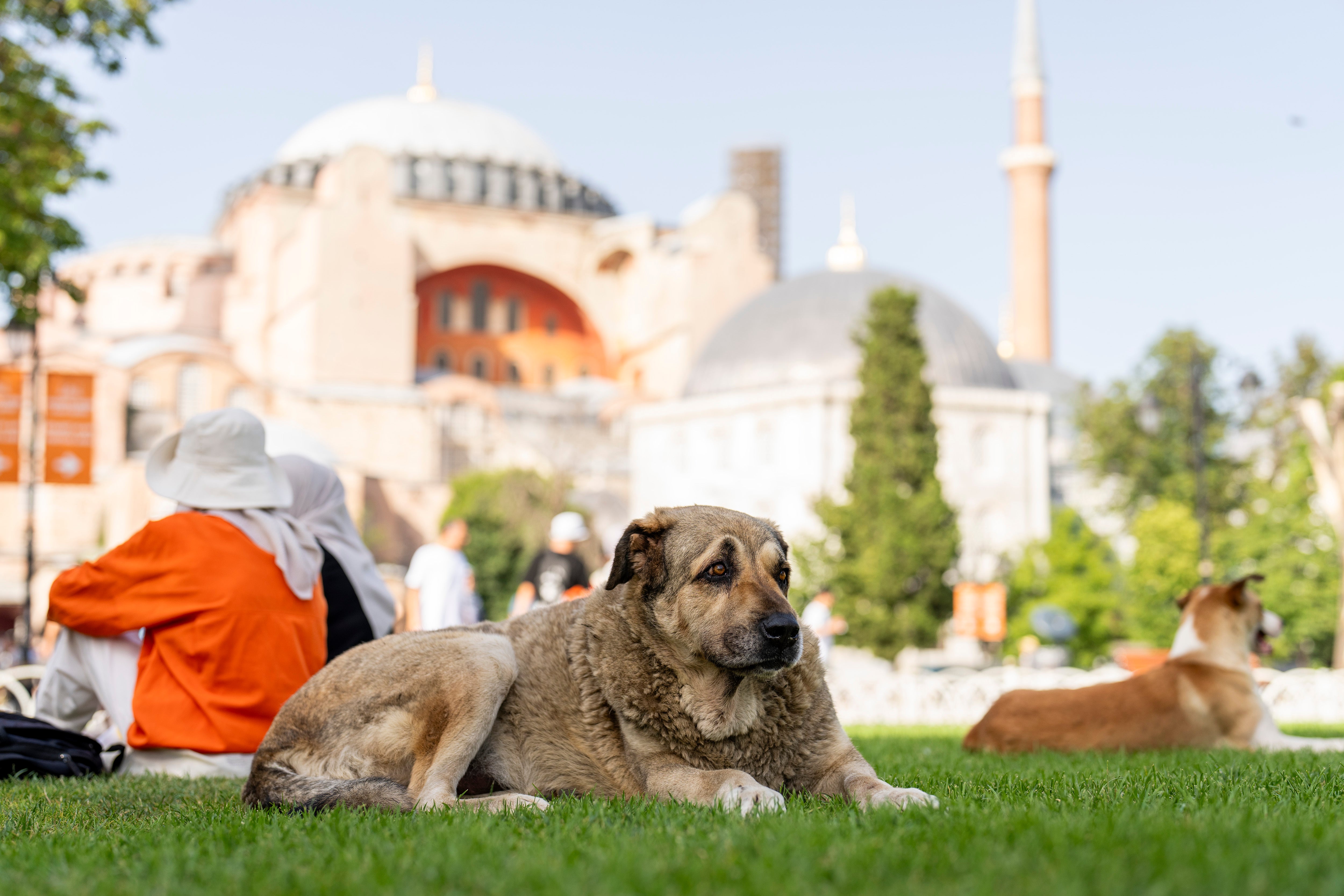 TURQUÍA-PERROS CALLEJEROS