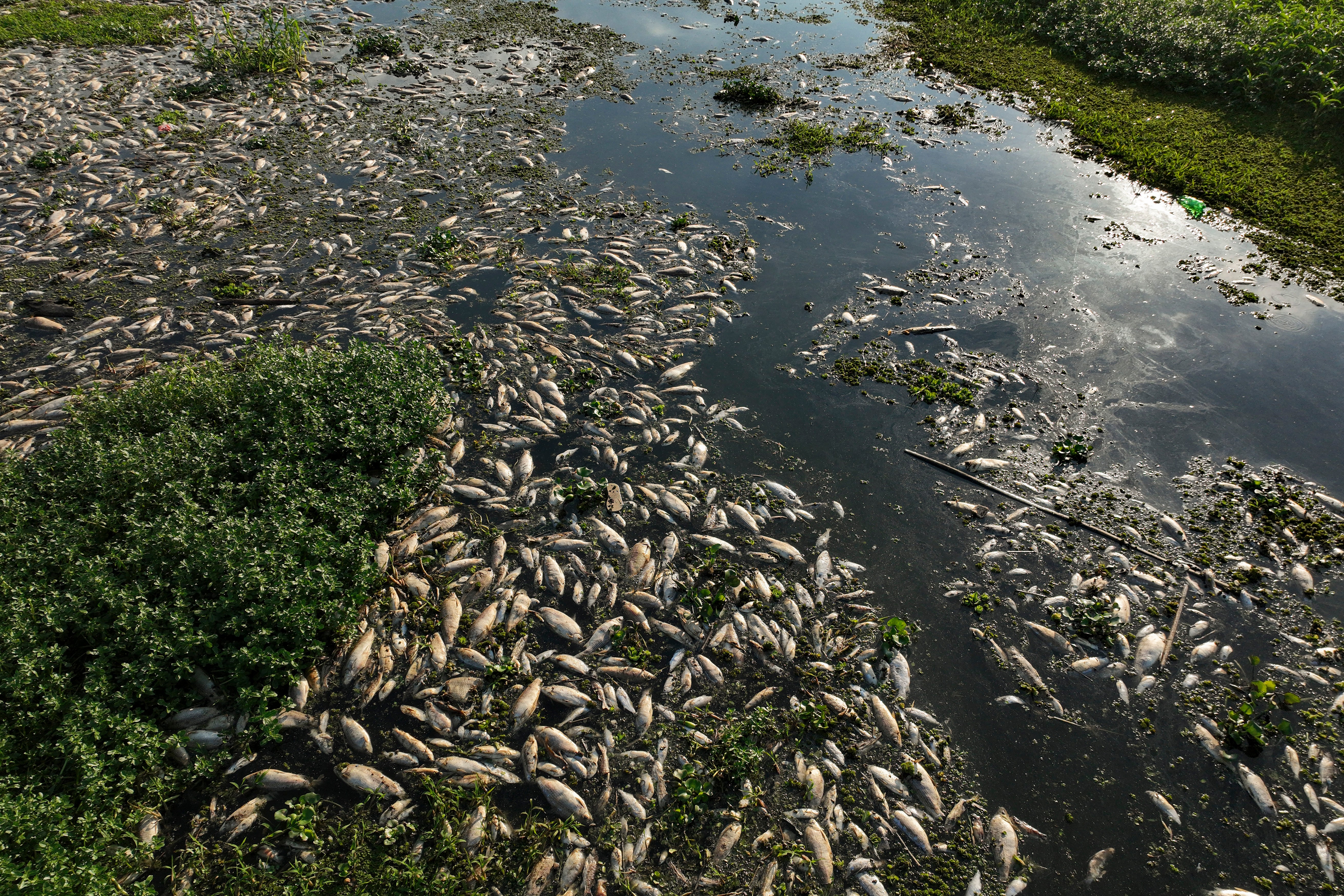 BRASIL-PECES MUERTOS