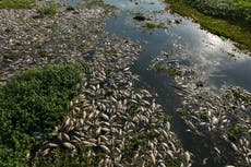 Toneladas de peces muertos cubren río de Sao Paulo tras el supuesto vertido de residuos industriales