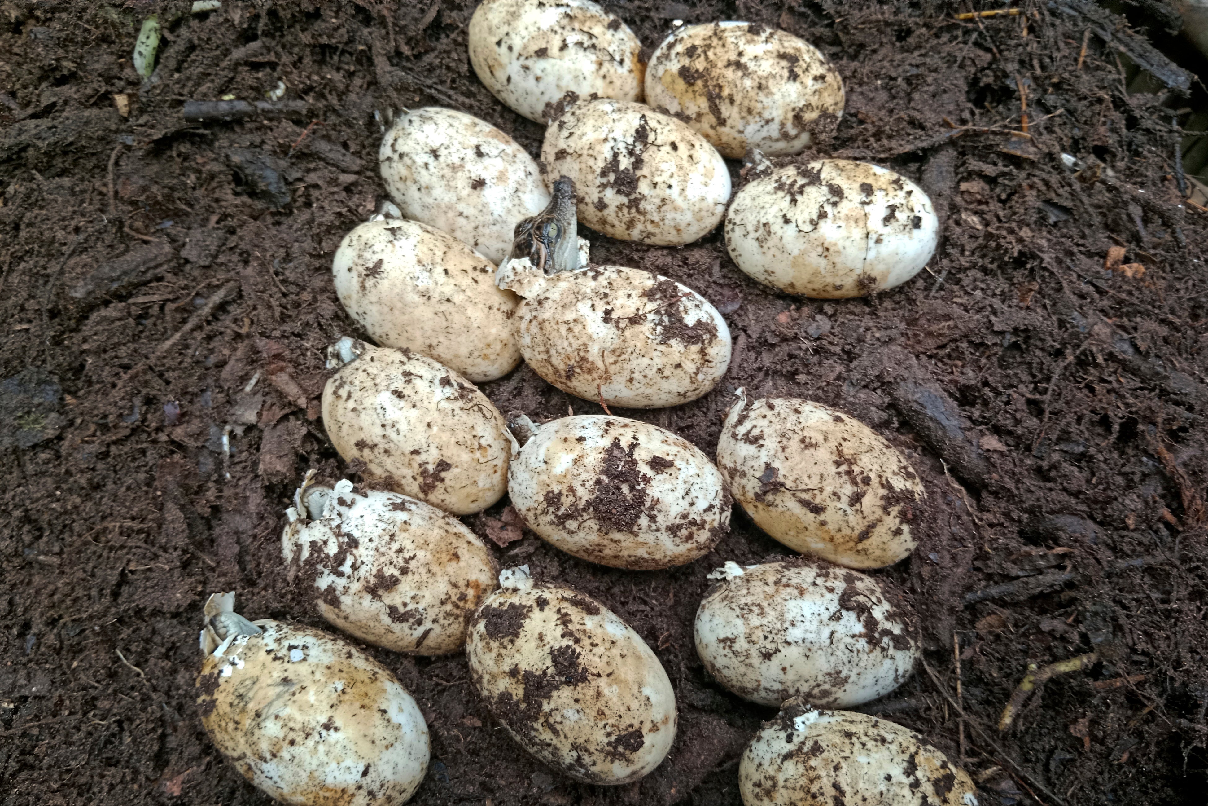 CAMBOYA.COCODRILOS