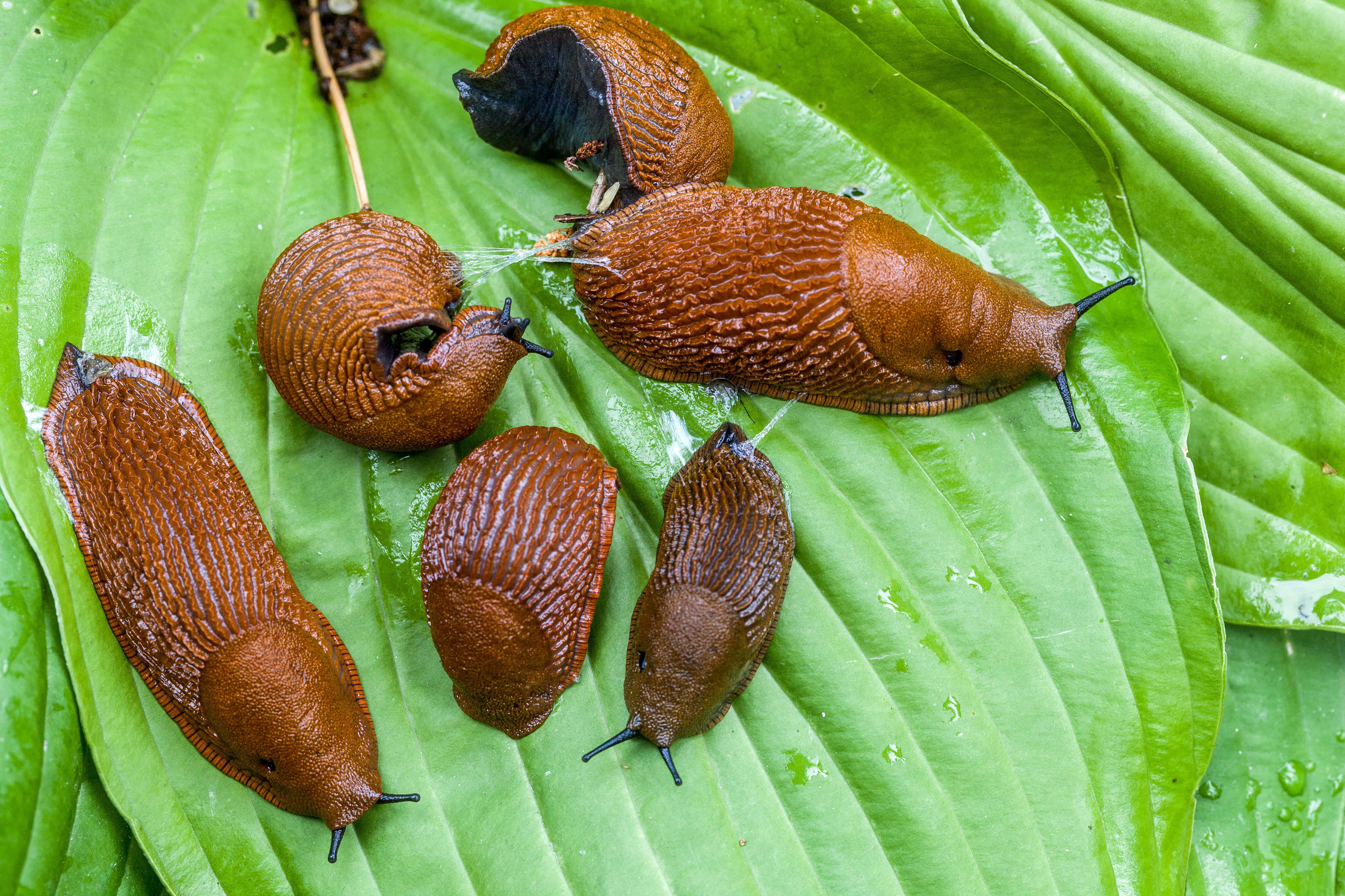 Cómo combatir la infestación de babosas, caracoles y otras plagas de  jardín? | Independent Español