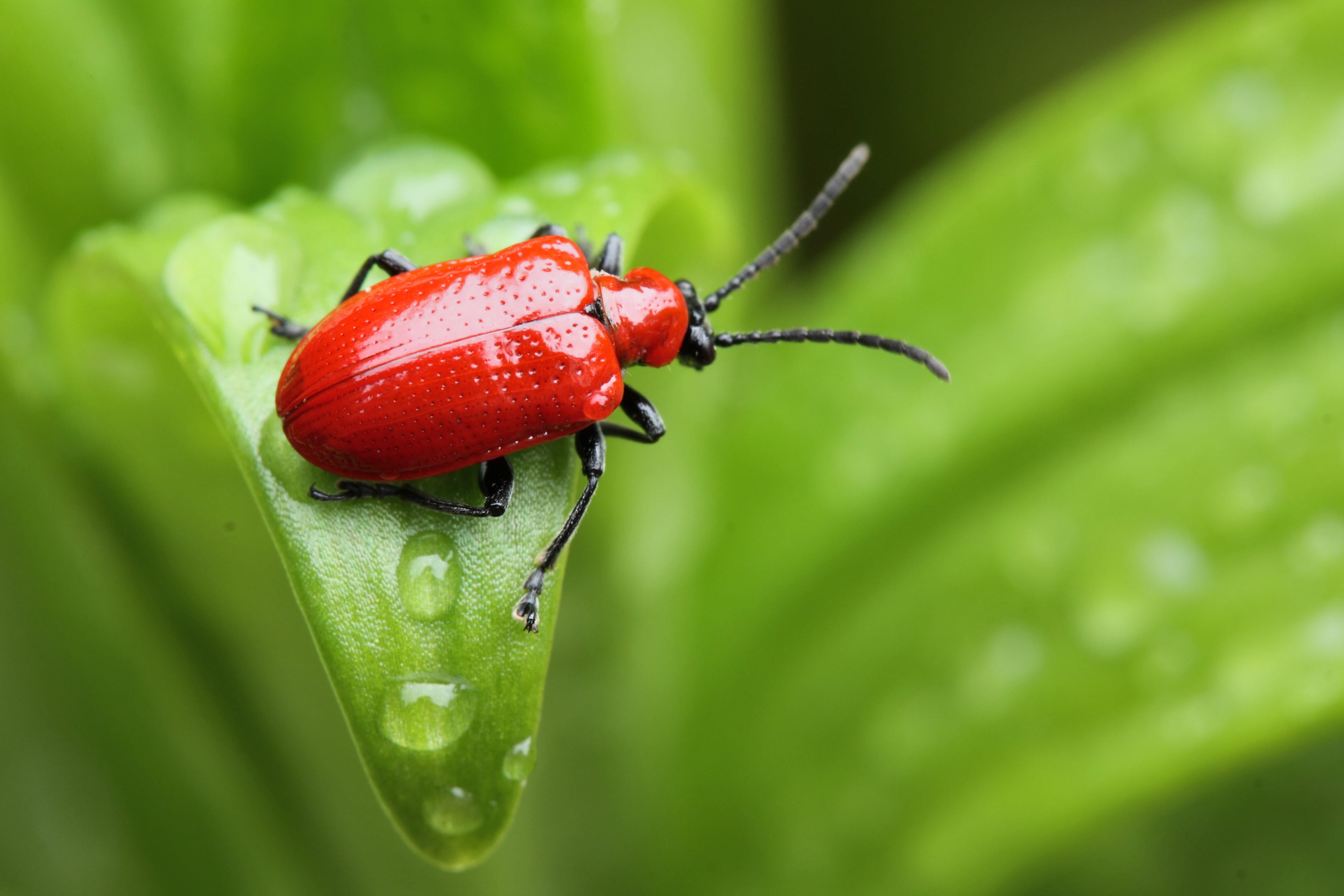 Escarabajo lirio sobre una hoja bajo la lluvia