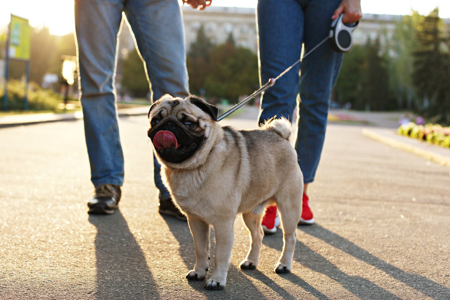 Personalmente, los carlinos me parecen inofensivos, pero usar una raza de perro como tu rasgo de personalidad más distintivo es raro y anormal