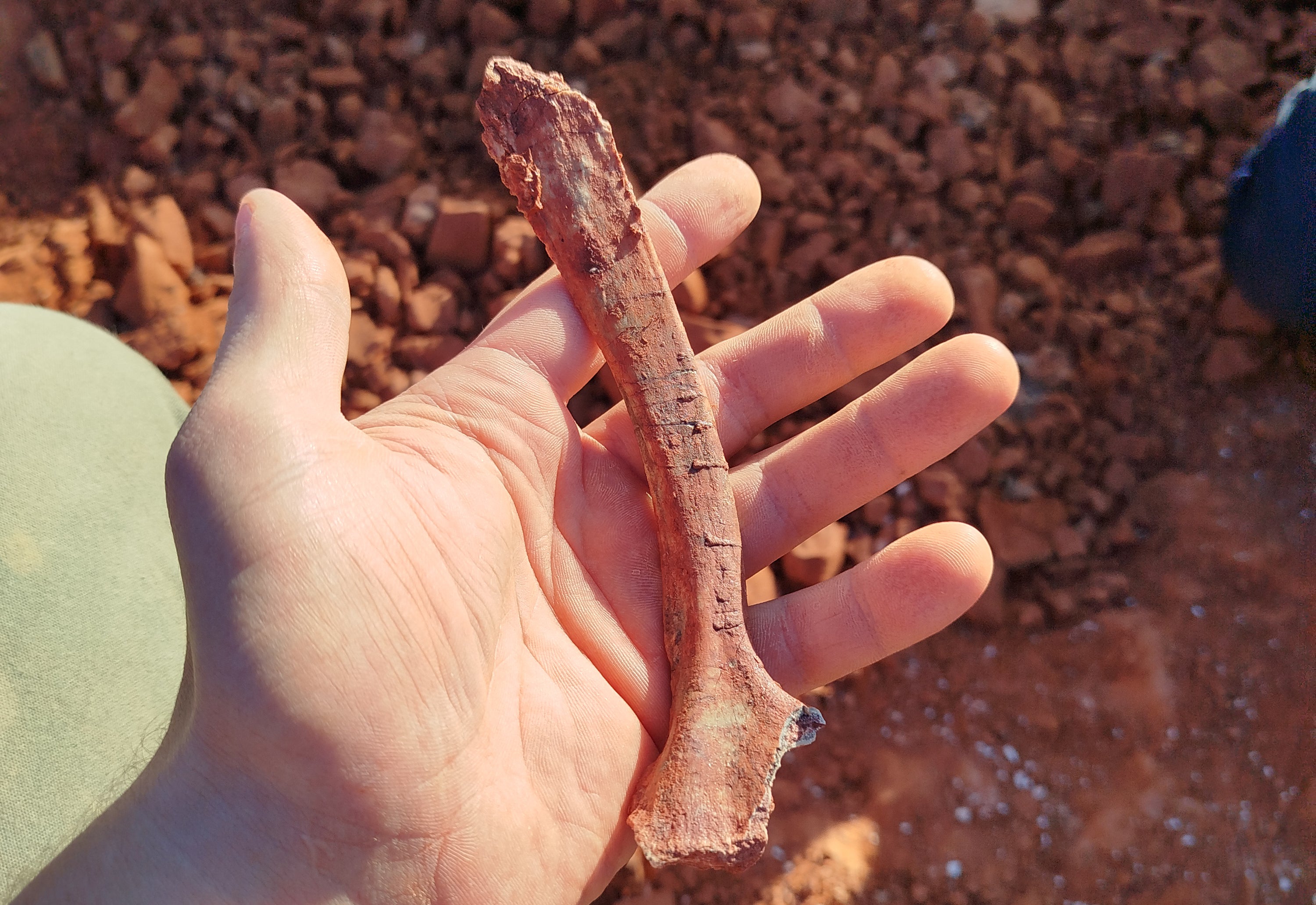 Imagen difundida por la Universidad Federal de Santa Maria (UFSM) el 18 de julio de 2024, que muestra a un científico sosteniendo un fósil de dinosaurio descubierto en São João do Polêsine, Rio Grande do Sul, Brasil