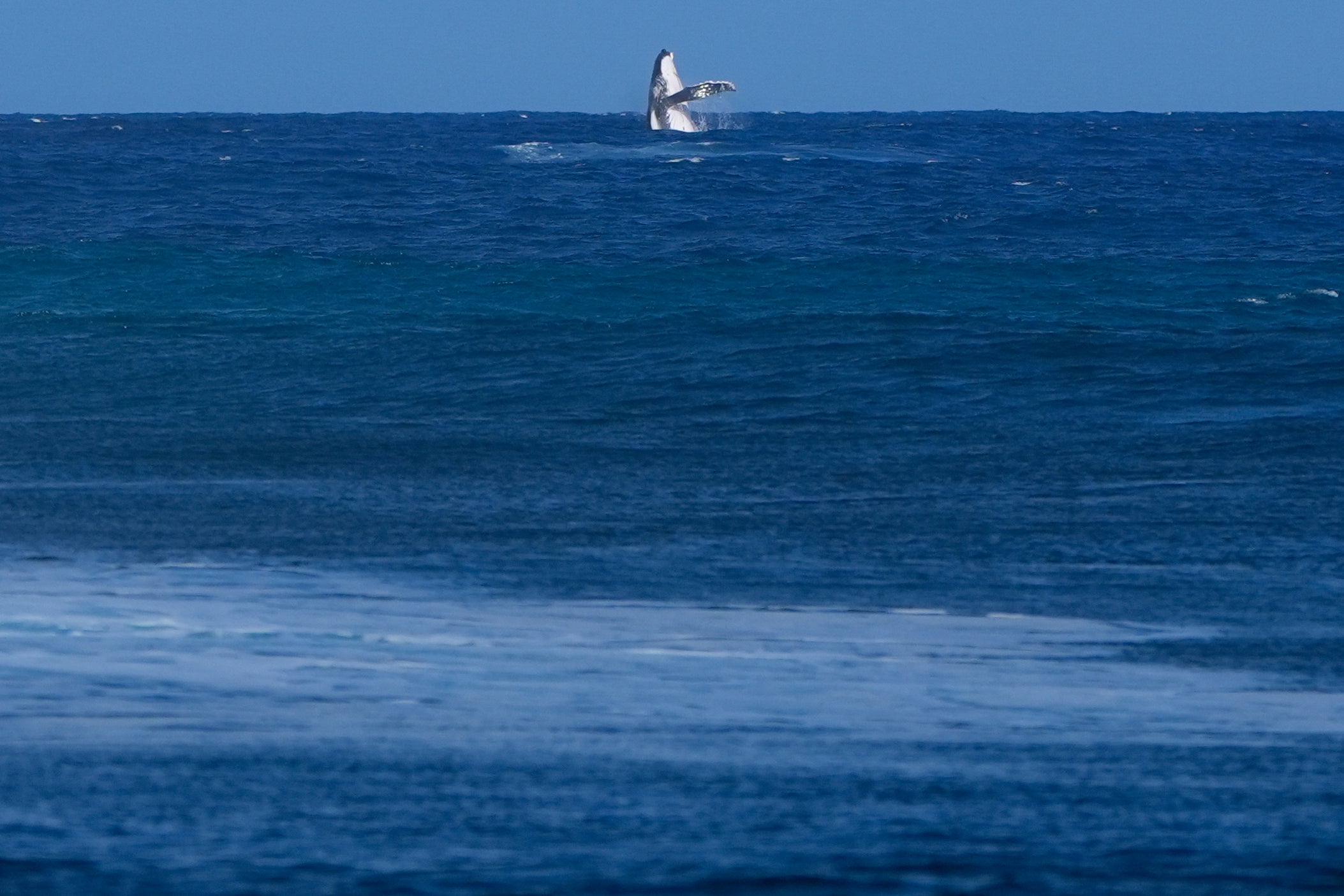 SURF-SEMIFINALES