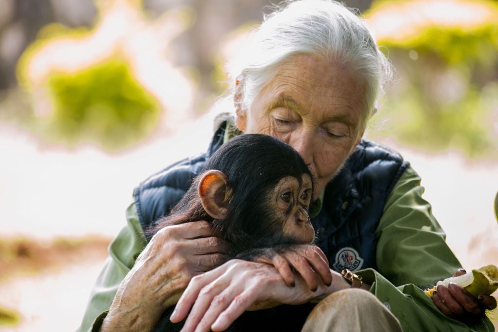 Jane Goodall con el chimpancé bebé Zakayo en un centro de rescate de chimpancés en Entebbe, Uganda