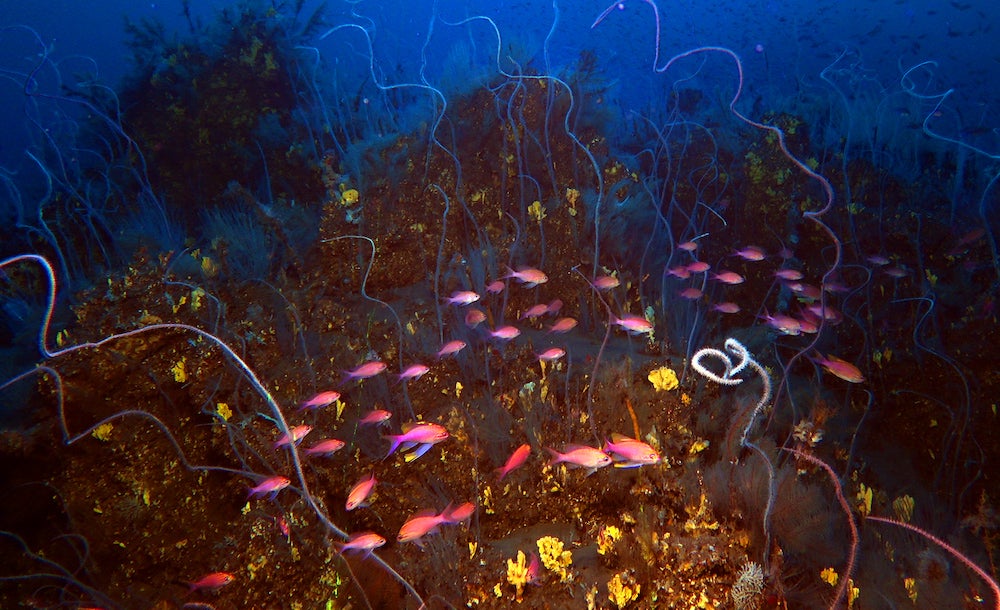 Peces y corales en la lava submarina del volcán Tajogaite en La Palma