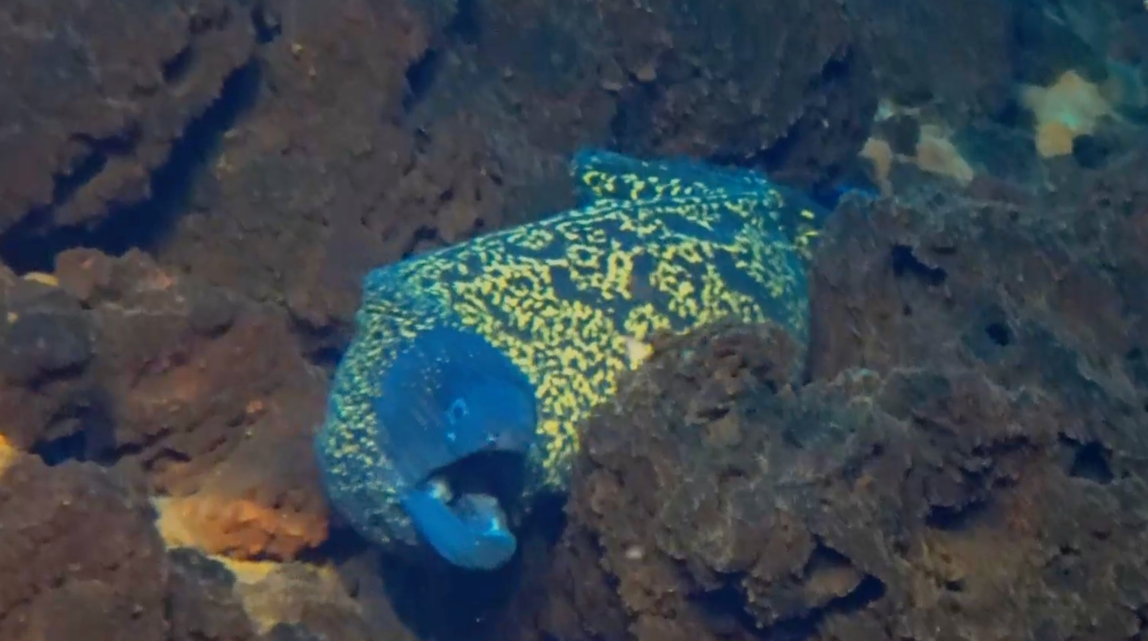 Imagen de la fauna cerca del lecho marino tras la formación de flujos de lava debajo de la superficie terrestre