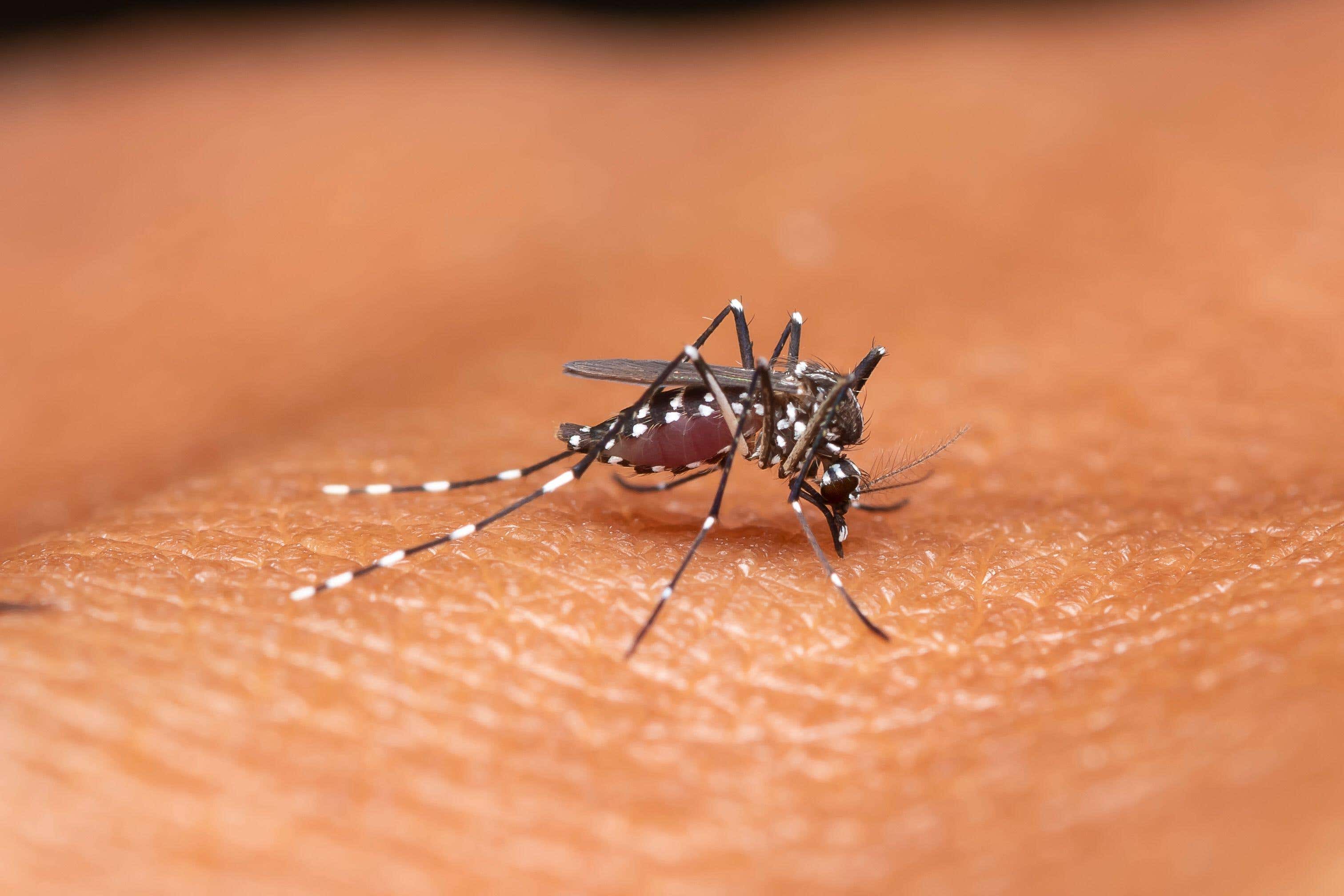 Un mosquito hembra del género Anopheles se hincha mientras se alimenta de sangre humana. Varias comunidades del estado de Massachusetts (EE. UU.) se encuentran bajo un toque de queda voluntario este mes debido a la amenaza del virus de la encefalitis equina oriental que transmiten los mosquitos locales