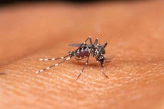 Virus poco común transmitido por mosquitos desata alertas en EE. UU.