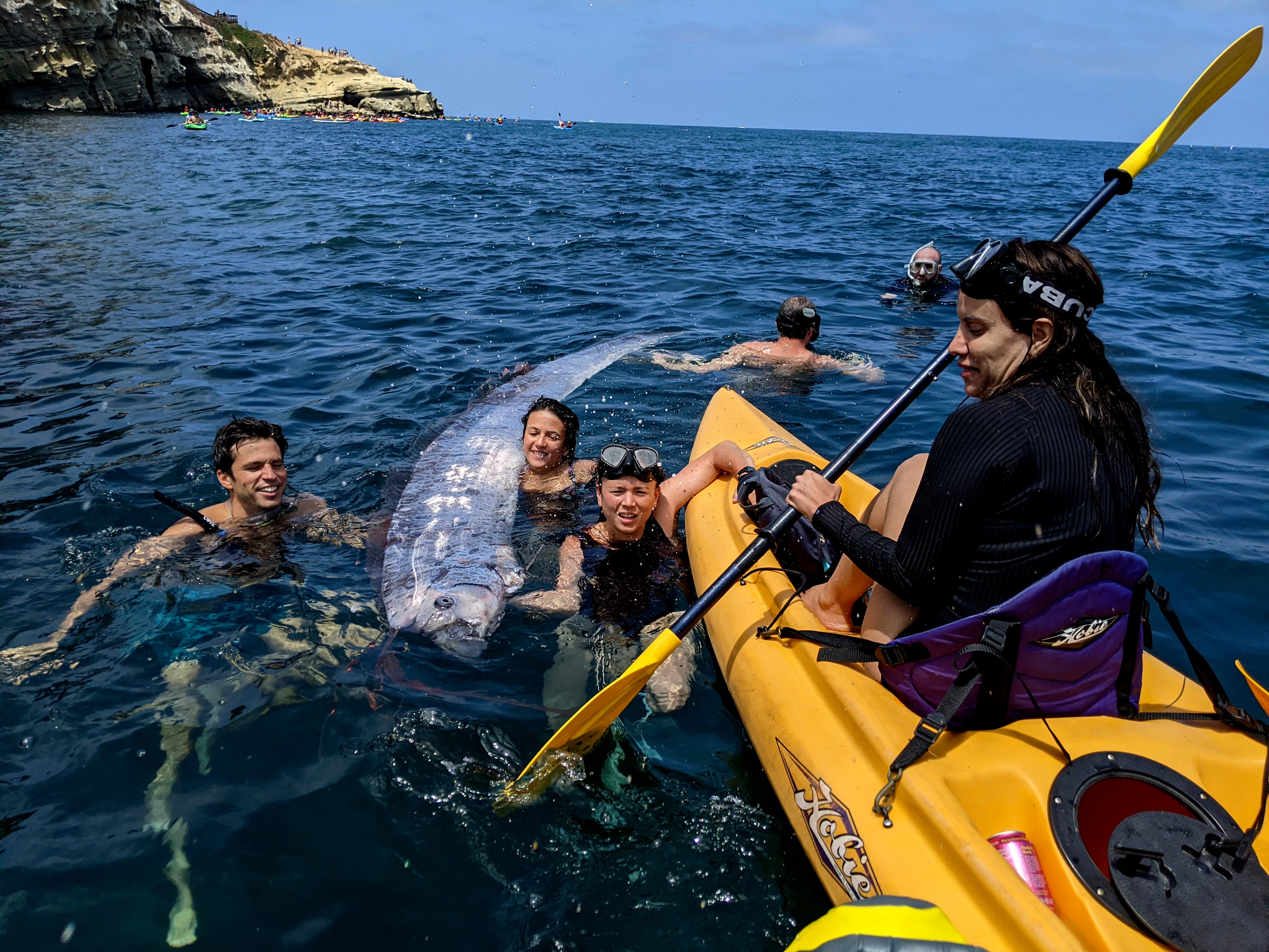 El Instituto Oceanográfico Scripps muestra a un equipo de investigadores y buceadores científicos trabajando juntos para recuperar un pez remo muerto en la cala de La Jolla Cove