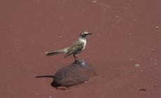 Aves aisladas por 200 años se distancian de genética y comportamiento de sus congéneres en Galápagos