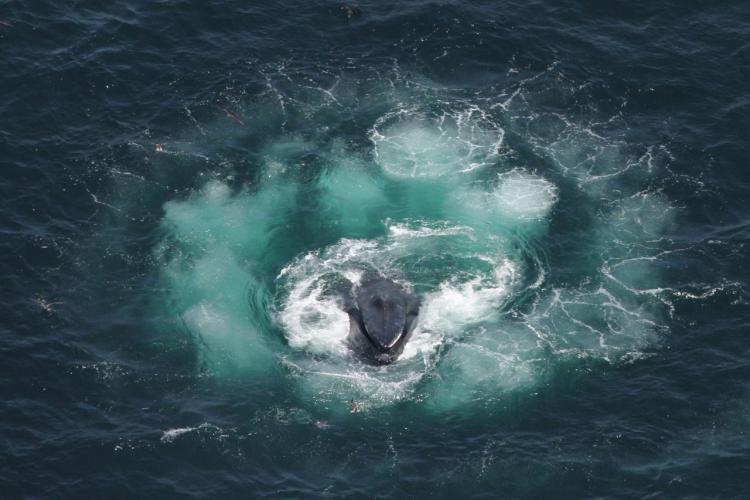 Las ballenas jorobadas utilizan redes de burbujas para capturar muchos peces a la vez