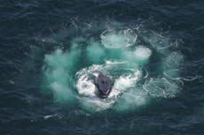 Ballenas jorobadas desarrollan herramientas propias para cazar