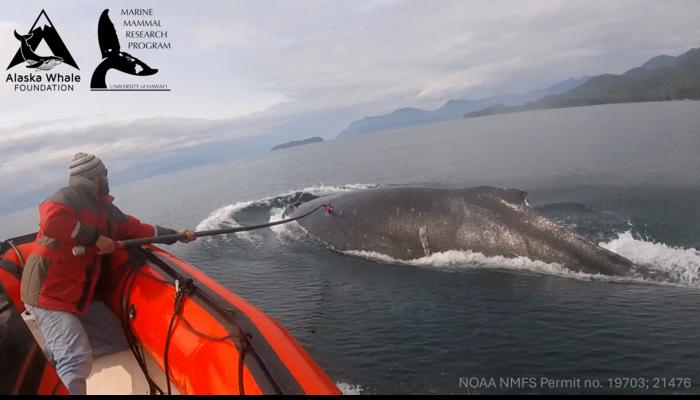 Will Gough coloca una ventosa en una ballena jorobada en busca de alimento