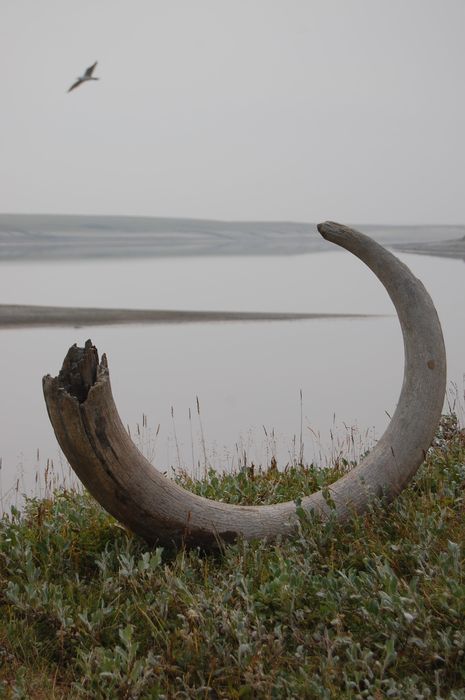 Colmillo de mamut en la ribera del río Logata