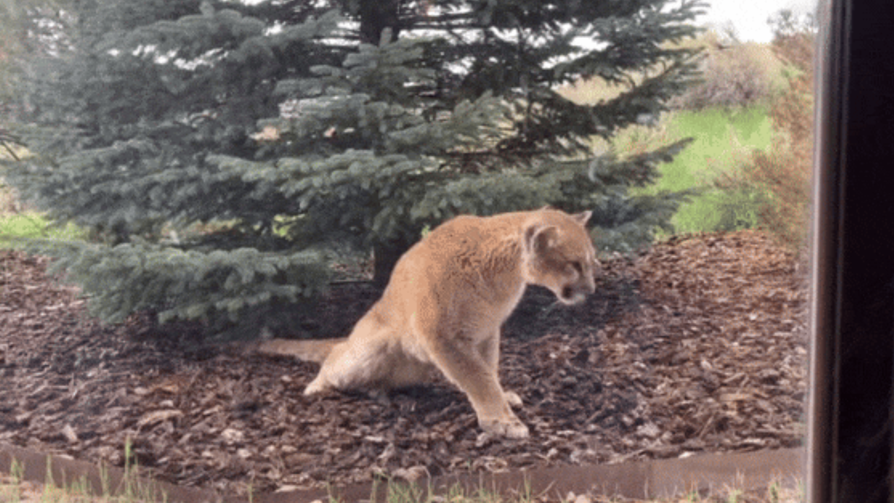 Una hembra joven de puma lucha para moverse frente a una casa de Colorado (EE. UU.), en 2023. Fue el primer caso documentado de la “enfermedad del tambaleo” en América del Norte