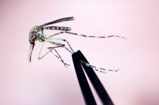 Fallece residente de Nueva Hampshire que contrajo virus transmitido por mosquitos