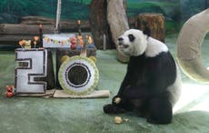 Yuanyuan, la panda gigante del zoológico de Taipéi, celebra su 20mo cumpleaños