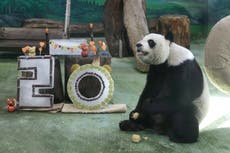 Yuanyuan, la panda gigante del zoológico de Taipéi, celebra su 20mo cumpleaños