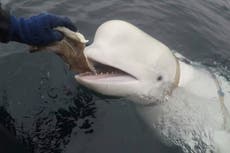 Muere en aguas noruegas célebre ballena "espía rusa" con arnés