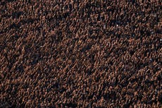 AP Fotos: Las mejores fotos de la semana en América Latina