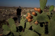 Expulsados por los colonos israelíes, estos palestinos regresaron a un pueblo en ruinas