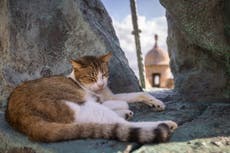 Gobierno de EEUU suspende plan para retirar gatos callejeros de sitio histórico de Puerto Rico