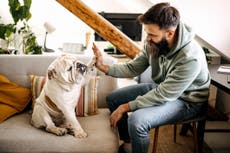 Nueve de cada diez personas creen en el amor a primera vista con sus mascotas